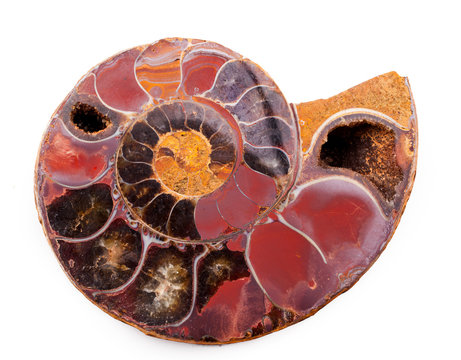 beautiful ammonite