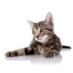 Small kitten lies on a white background.