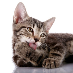 Portrait of a kitten licking a paw