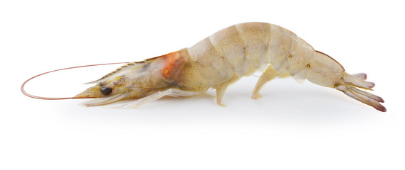 A prawn isolated on a white background