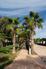 Palmengarten am Strand