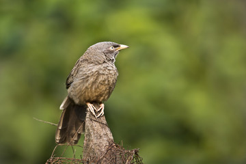 Jungle babbler in Nepal