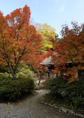 平家の里の紅葉