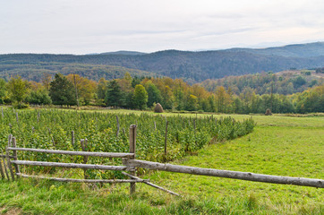 Landscape of mount Bobija, plantation of raspberries and meadows