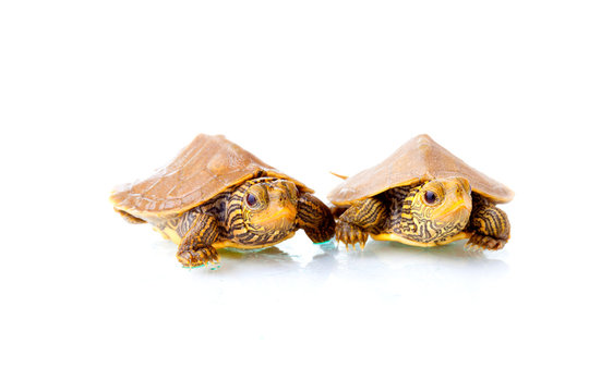 Baby turtles