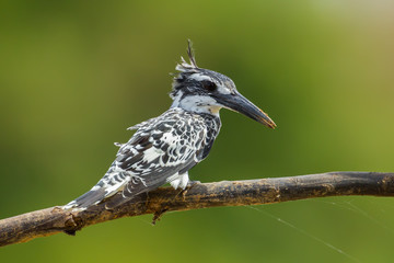 Portrait of Pied Kingfisher (Ceryle rudis) in nature