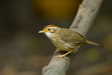 Puff-throated babbler(Pellorneum ruficeps)