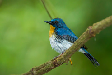 Tickell's Blue Flycatcher (Cyornis tickelliae) on the branch