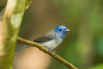 Female Black-naped Monarch (Hypothymis azurea) on the branch