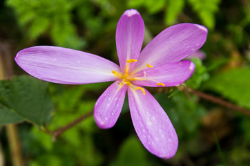 Mountain flower with nickname Phoenix at mountain Bobija