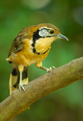 Portrait of Greater Necklaced Laughingthrush