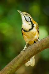 Greater Necklaced Laughingthrush  on the branch