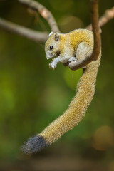 Gray-Bellied Squirrel (Callosciurus caniceps ) in nature © kajornyot