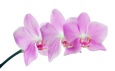 isolated three pink orchids on branch