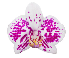single white orchid flower with pink spots