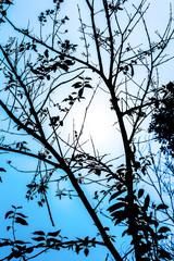 Leafless tree branches abstract background.