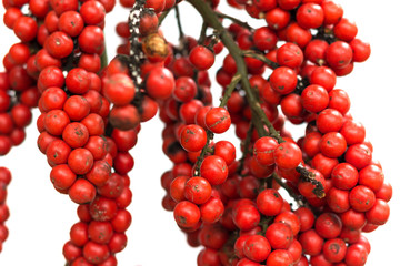 Ripe betel nut - betel palm on tree
