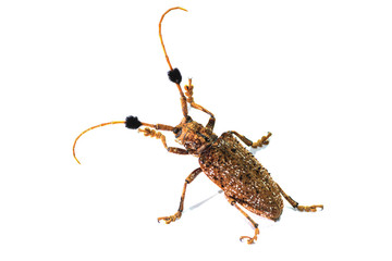 brown beetle