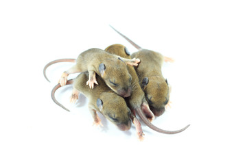 small rodents (baby  rat).