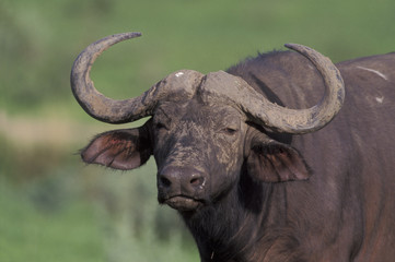 African buffalo,  Syncerus caffer,