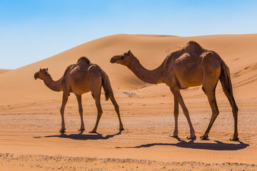 Wüstenlandschaft mit Kamel
