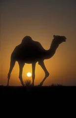 Photo sur Plexiglas Chameau Chameau d& 39 Arabie ou dromadaire, Camelus dromedarius
