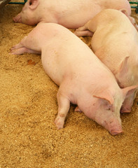 Pigs resting on wood shavings