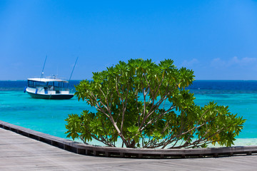 Holiday Paradise