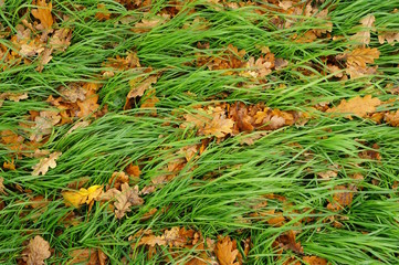 Hintergrund herbstliche Wiese