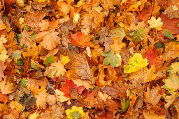 Hintergrund natürlich gefallene Ahornblätter