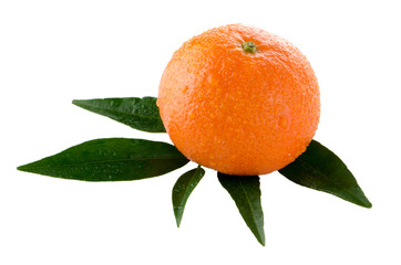 Fresh orange mandarin