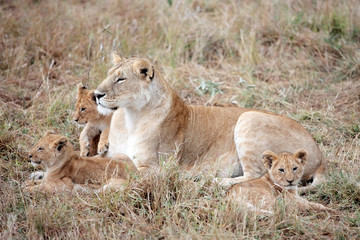 female Lion and cubs in Masai Mara Kenya