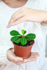 Small flower in female hands, covered with one hand above