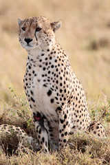 Cheetah Masai Mara Reserve Kenya Africa