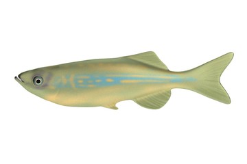 realistic 3d render of fish
