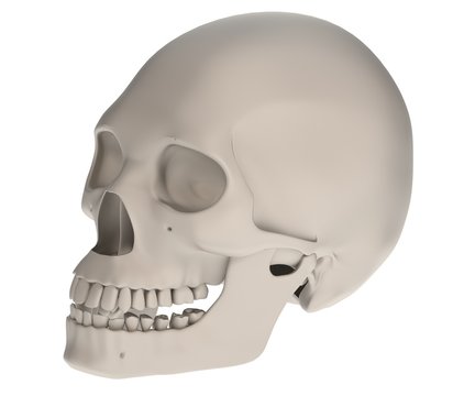 realistic 3d render of female skull