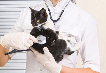 Attractive kitten on examination by a veterinarian