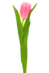 a pink tulip