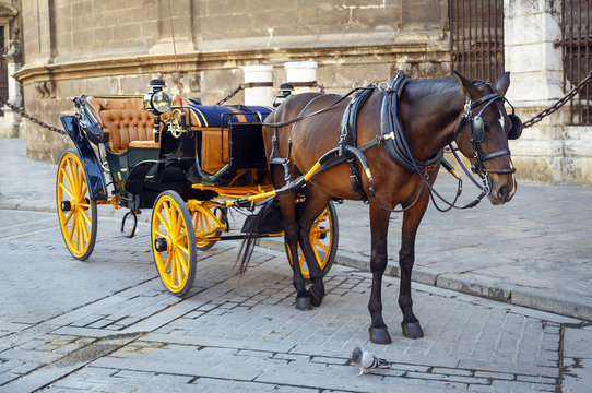 Black  horse and traditional tourist carriage in Sevilla