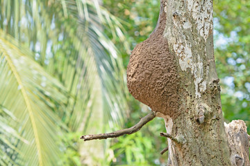 social wasps nest built in and attached to tree