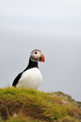 Atlantic Puffin or Common Puffin, Iceland