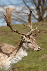 stag male deer 7803
