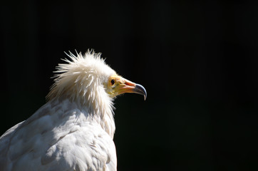 Egyptian Vulture (Neophron percnopterus)