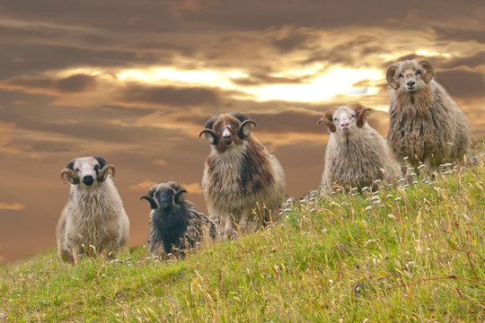 Rams sheep in the sunset golden sky background