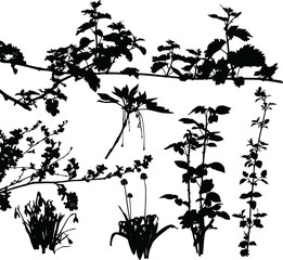Set of plants