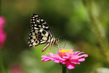Obraz na płótnie Canvas Motyl wysysających nektaru z kwiatów pyłek różowy kosmos
