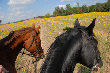 ballade dans les  tournesols © cynoclub