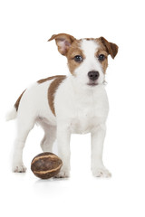Jack Russell terrier puppy on white background in studio
