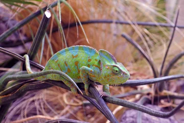 Washable wall murals Chameleon chameleon