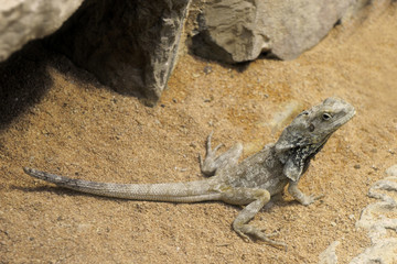 dragon barbu - pogona vitticeps